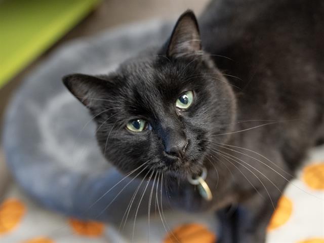 Kole - Male - Domestic SH