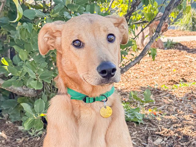 Shiloh - Female - Labrador Retriever-Mix