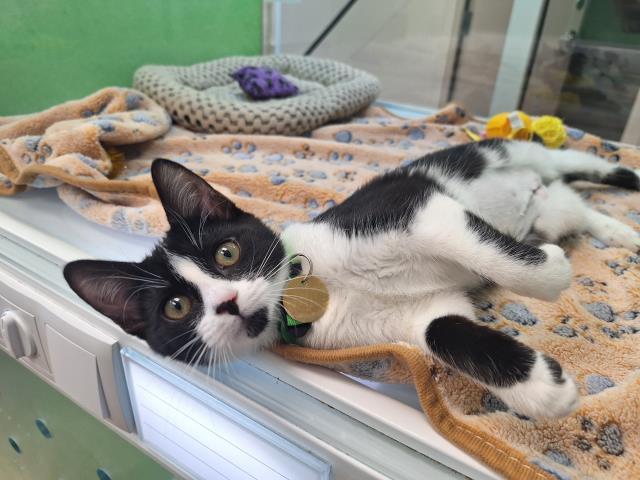 Pecan - Female - Domestic SH