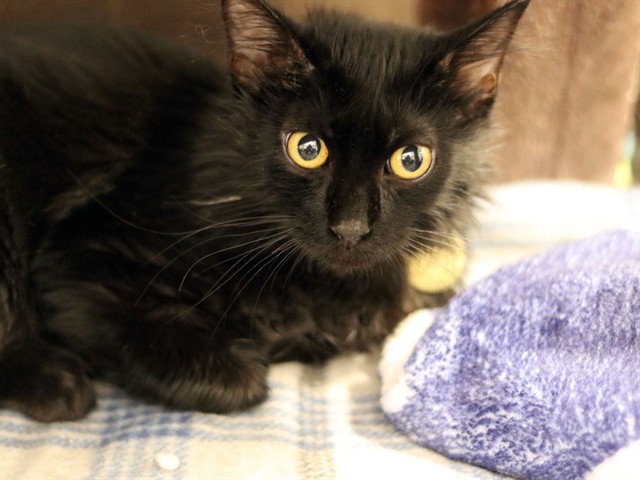 Almond - Male - Domestic MH