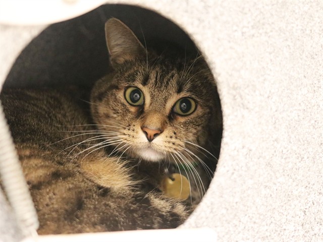 Jo - Female - Manx-Mix