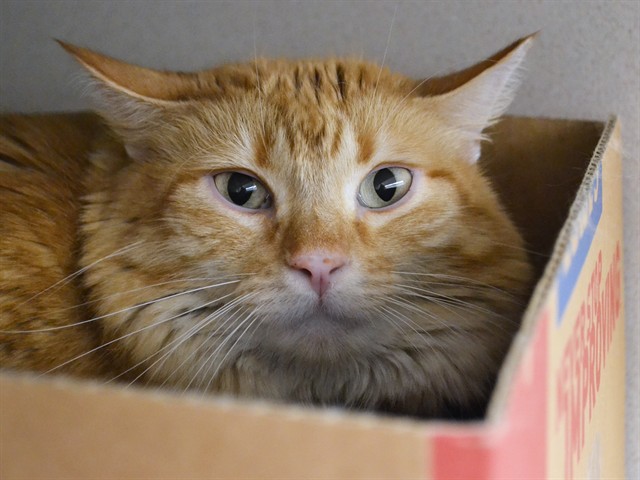 Dresden - Male - Domestic SH
