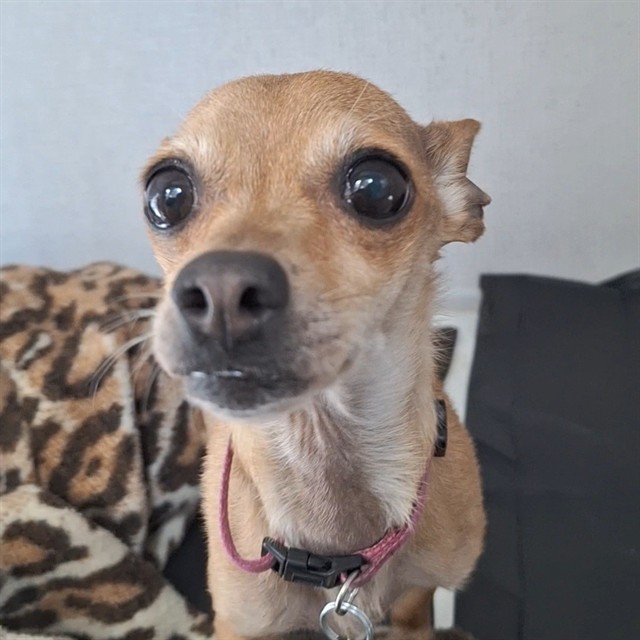 - Female - Chihuahua