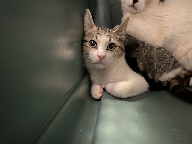  - Female - Domestic SH