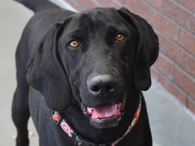 Whiskey - Male - Labrador Retriever-Coonhound