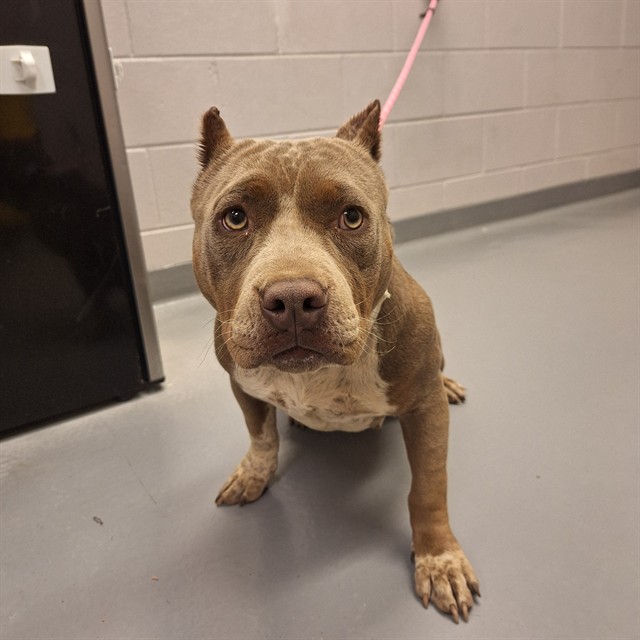  - Female - Pit Bull