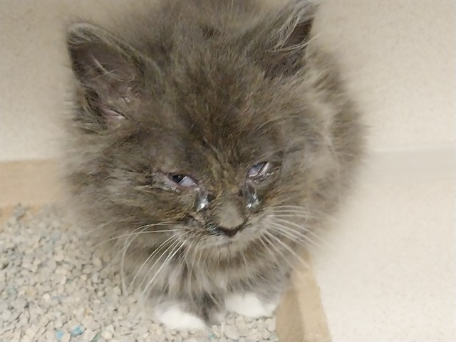  - Female - Domestic LH