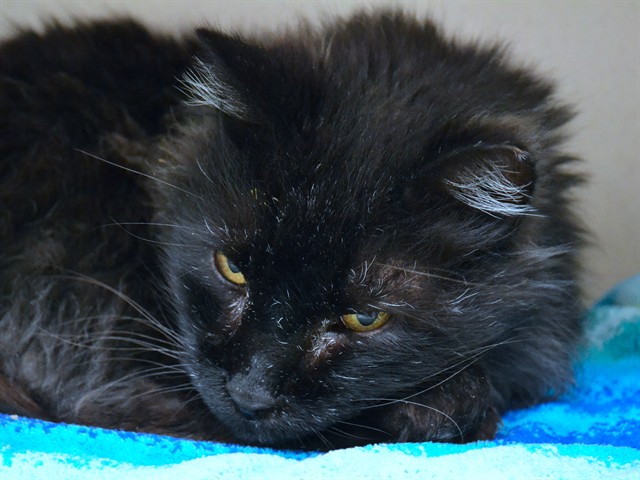 Walnut - Male - Domestic MH