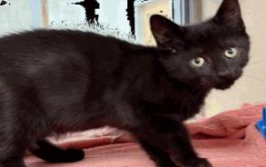 Ernie - Male - Domestic SH