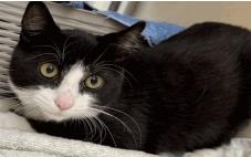 Levi - Male - Domestic SH