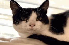 Sylvie - Female - Domestic SH