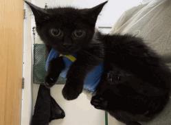 Garnet - Female - Domestic SH