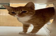Georgia - Female - Domestic SH