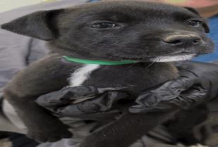Bailey - Female - Labrador Retriever-Mix