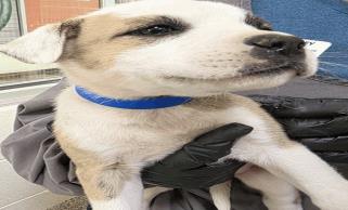 Brittany - Female - Labrador Retriever-Mix