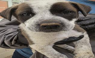 Bobby - Male - Labrador Retriever-Mix