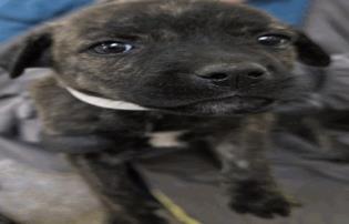 Briar Rose - Female - Labrador Retriever-Mix