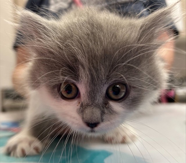  - Female - Domestic LH