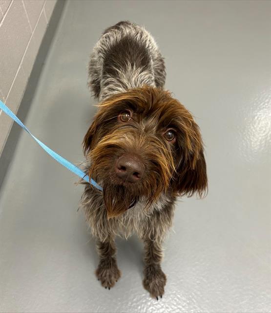  - Female - German Wirehaired Pointer