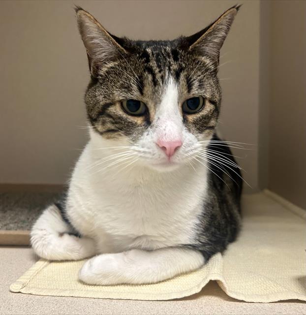 Leo - Male - Domestic SH