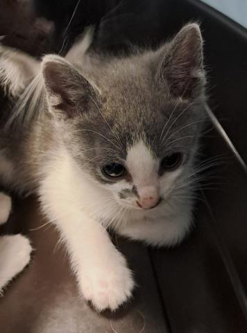  - Female - Domestic SH