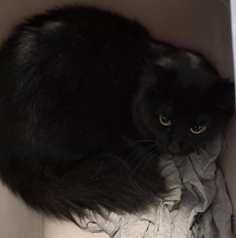  - Male - Domestic LH