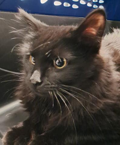  - Female - Domestic LH