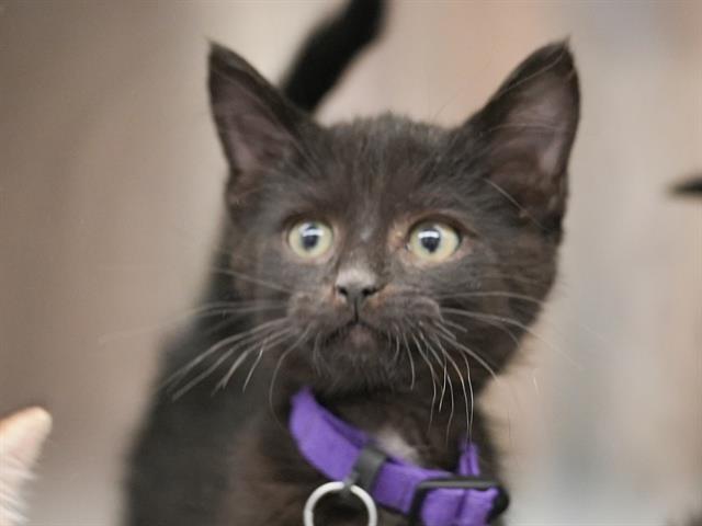 Fern Two - Male - Domestic SH