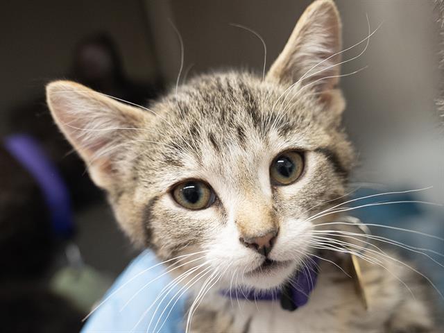 Bertie - Male - Domestic SH