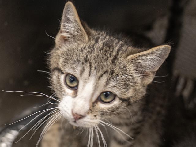 Ernie - Male - Domestic SH