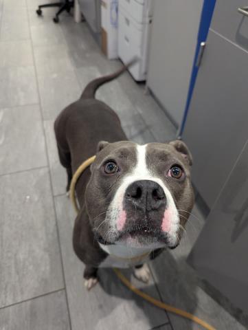  - Female - Pit Bull-Mix