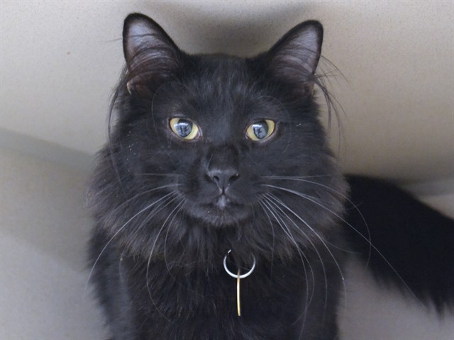 Batty - Male - Domestic LH