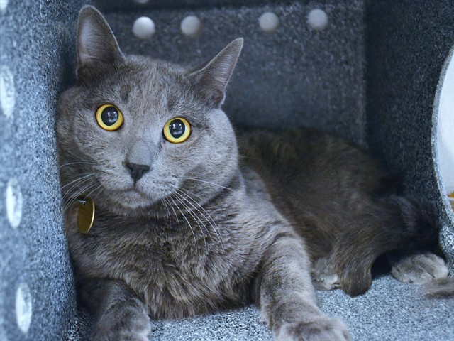 Flannel - Male - Domestic SH