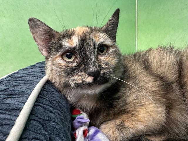 Cardigan - Female - Domestic SH