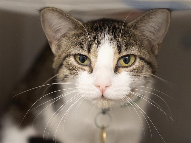Sienna - Female - Domestic SH