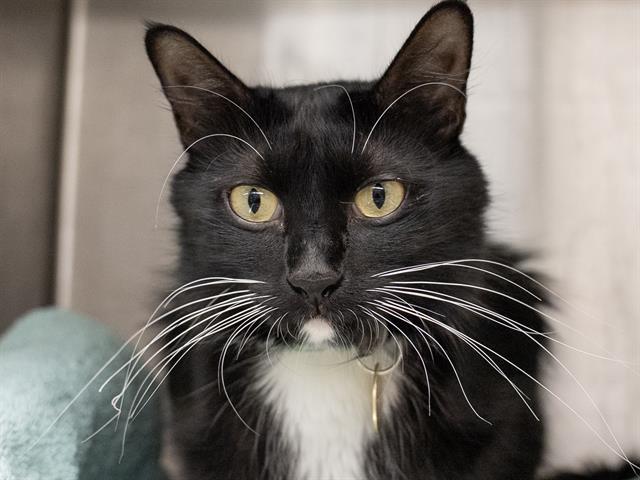 Midnight - Female - Domestic MH