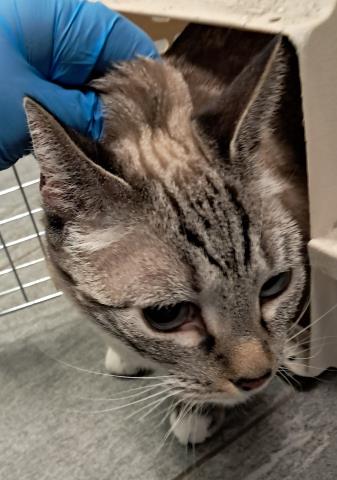  - Female - Domestic SH