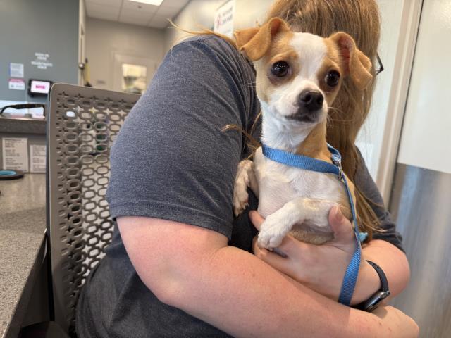  - Female - Chihuahua