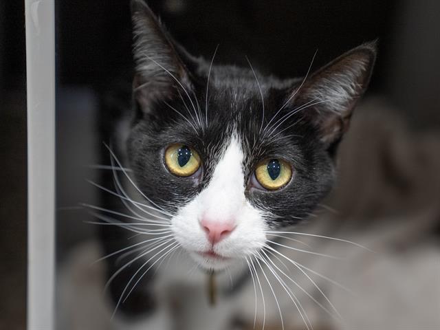 Leaf - Female - Domestic SH