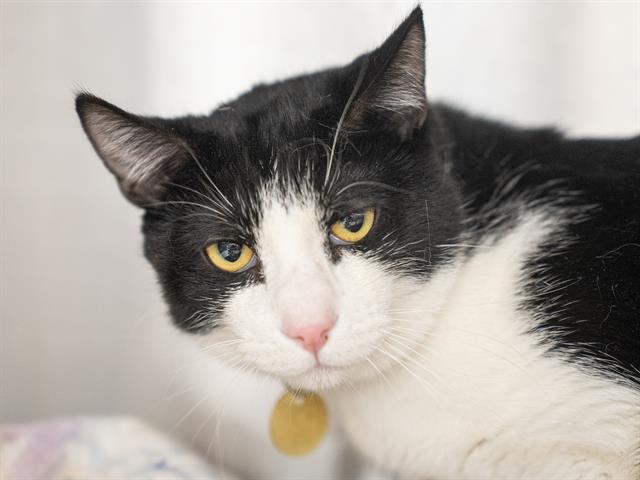 Jack - Male - Domestic SH