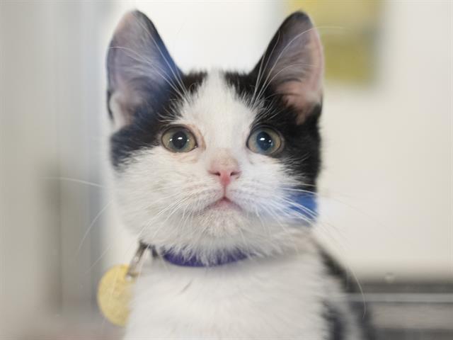 Korben - Male - Domestic SH