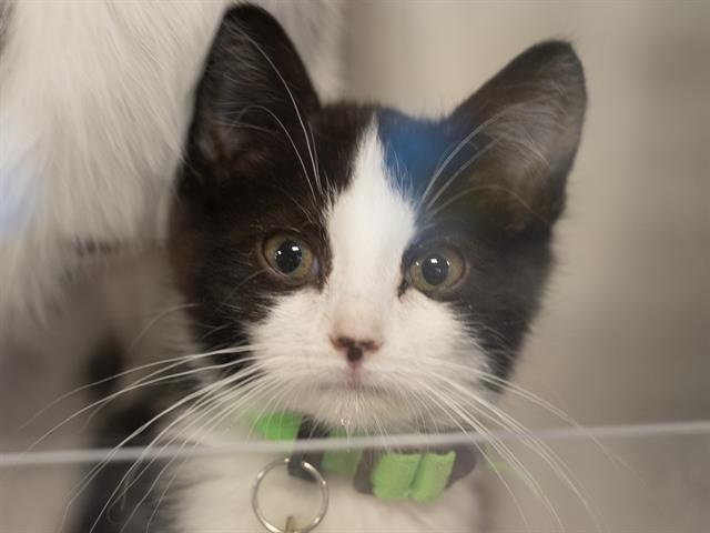 Diva - Female - Domestic SH