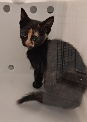 Pumpkin Spice - Female - Domestic SH