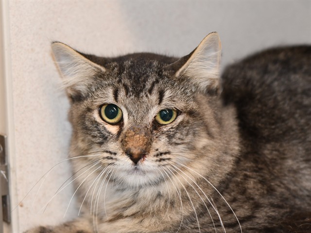 Tilla Hut - Male - Domestic MH