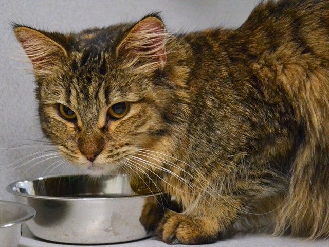 Willow - Female - Domestic LH