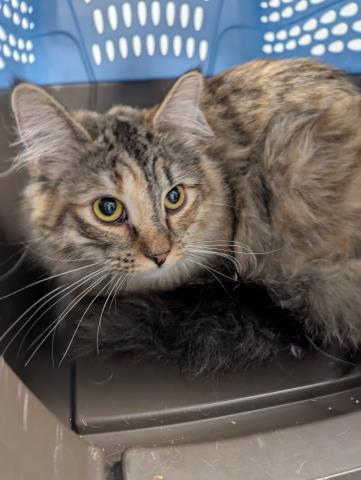 Sylvie - Female - Domestic SH
