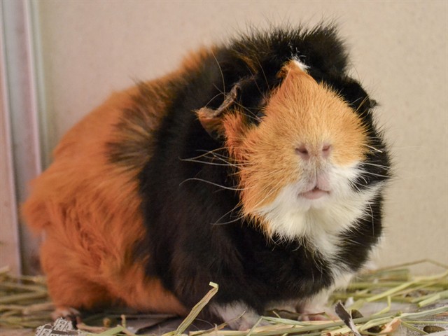 Smores - Female - Guinea Pig