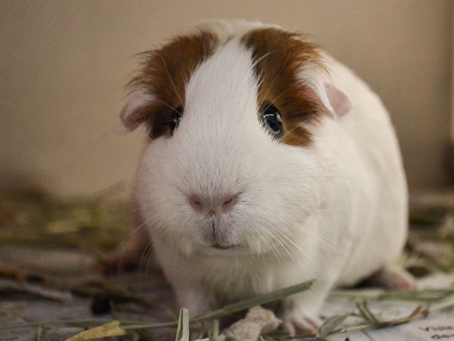 Marshmellow - Female - Guinea Pig