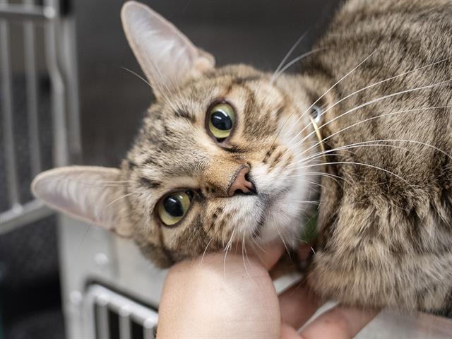 Bootsy - Female - Domestic SH