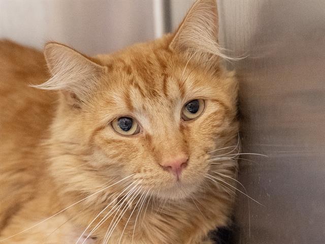 Fuzzy - Male - Domestic SH